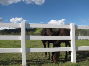 Post and Rail Fencing Solutions for Horses and Livestock